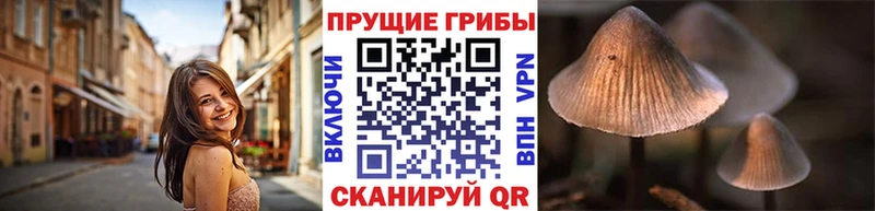 Псилоцибиновые грибы Psilocybine cubensis  цены   Алексин 